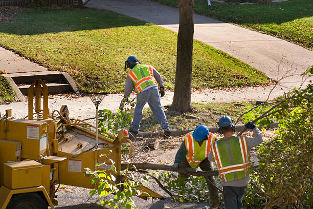 Best Tree Preservation Services  in Beloit, OH